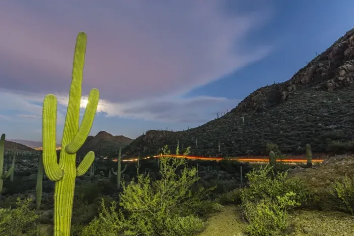 Framed Print : Giant saguaro cactus (Carnegiea gigantea) under full moon at Gates Pass in the Tucson Mountains Framed Print : Giant saguaro cactus (Carnegiea gigantea) under full moon at Gates Pass in the Tucson Mountains