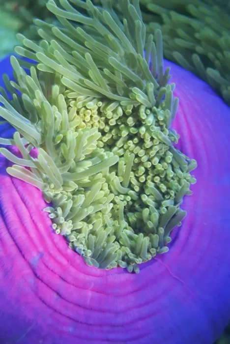 Framed Print : Giant sea anemone Framed Print : Giant sea anemone