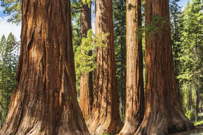 Framed Print : Giant Sequoia, Mariposa Grove, Yosemite National Park, UNESCO World Heritage Site