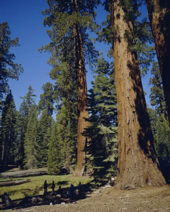 Framed Print : Giant sequoia trees Framed Print : Giant sequoia trees