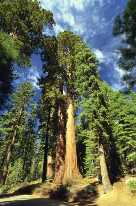 Framed Print : Giant sequoia trees Framed Print : Giant sequoia trees