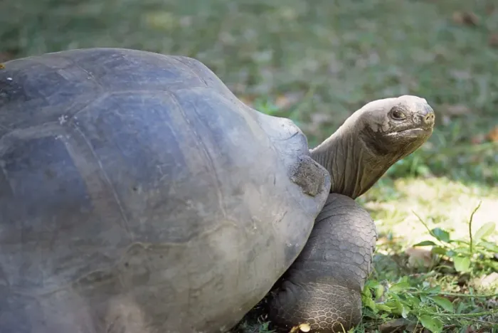 Framed Print : Giant tortoise Framed Print : Giant tortoise