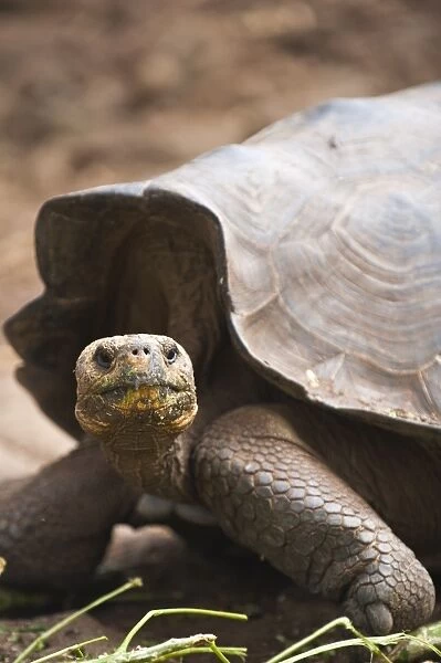 Giant tortoise (Geochelone nigra) at the Galapaguera de Cerro Colorado