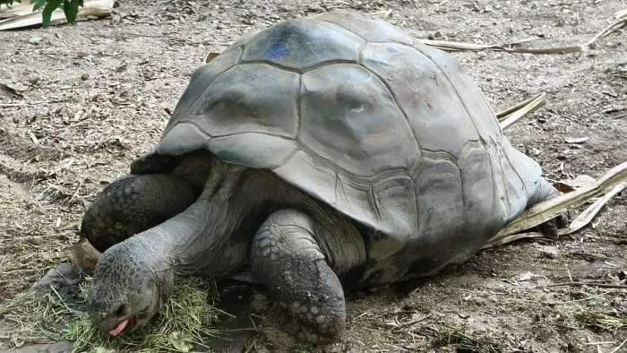 Framed Print : Giant Tortoise, London Zoo, United Kingdom Framed Print : Giant Tortoise, London Zoo, United Kingdom