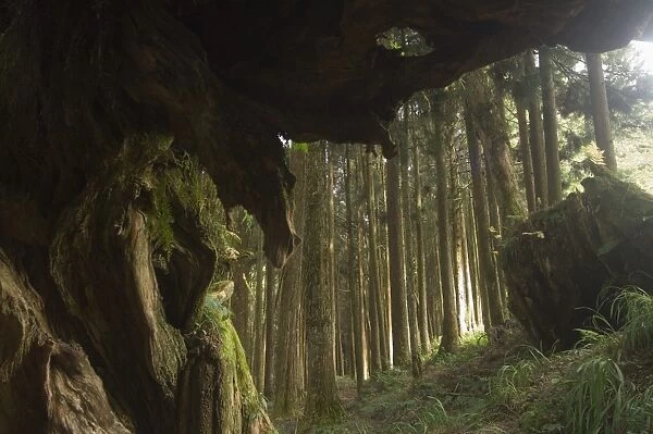 Giant tree trunk in cedar forest