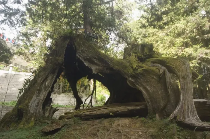 Framed Print : Giant tree trunk in cedar forest Framed Print : Giant tree trunk in cedar forest
