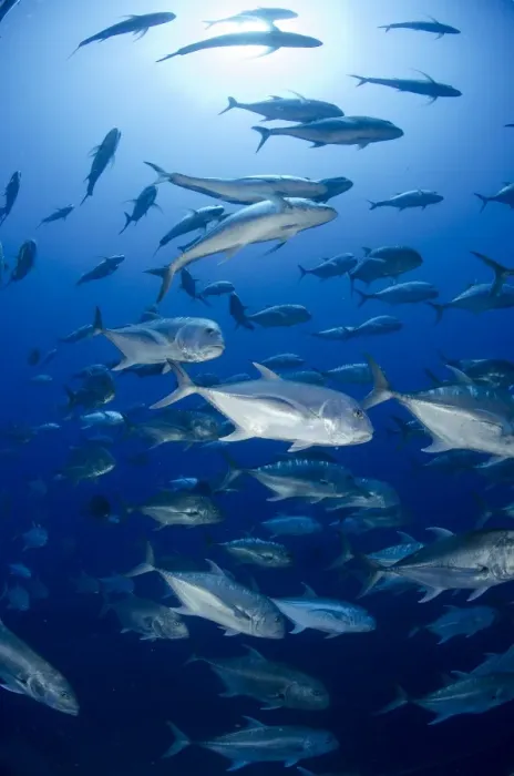 Framed Print : Giant trevally (Caranx ignobilis) shoal schooling, Ras Mohammed National Park, Red Sea, Egypt, North Africa, Africa Framed Print : Giant trevally (Caranx ignobilis) shoal schooling, Ras Mohammed National Park, Red Sea, Egypt, North Africa, Africa