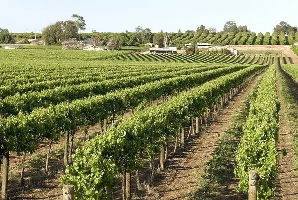 Giant vineyards, Renmark, Murray River valley, South Australia, Australia, Pacific