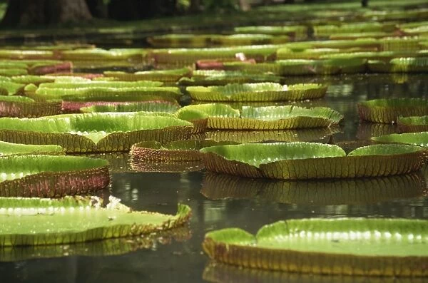 Giant water lilies, Botanical Gardens, Pamplemousses, Mauritius, Africa