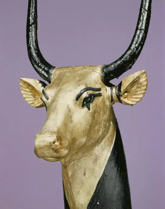 Framed Print : Gilded and stuccoed wooden head of the sacred cow, from the tomb of the pharaoh Tutankhamun Framed Print : Gilded and stuccoed wooden head of the sacred cow, from the tomb of the pharaoh Tutankhamun