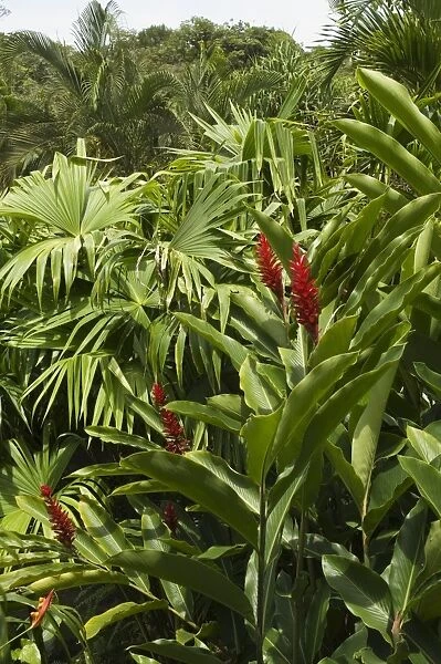 Ginger, Costa Rica, Central America