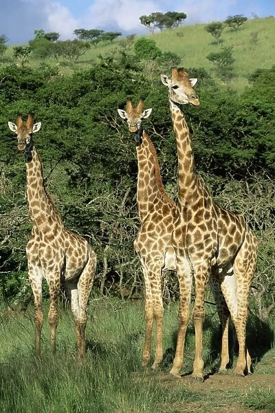 Three giraffe