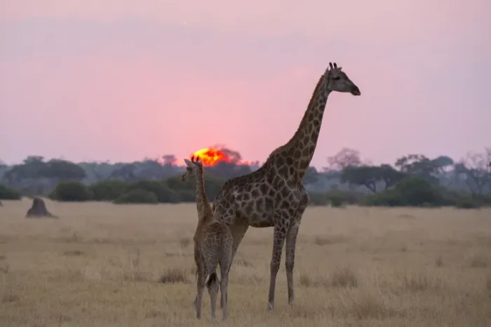 Framed Print : A giraffe with its baby (Giraffa camelopardalis) at sunset, Botswana, Africa Framed Print : A giraffe with its baby (Giraffa camelopardalis) at sunset, Botswana, Africa