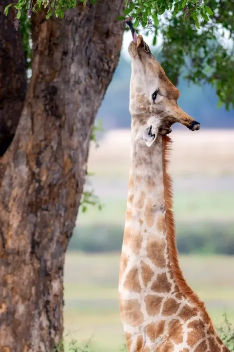 Framed Print : Giraffe, Chobe National Park, Botswana, Africa Framed Print : Giraffe, Chobe National Park, Botswana, Africa