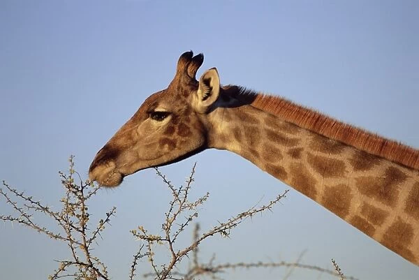 Giraffe eating thorny bush