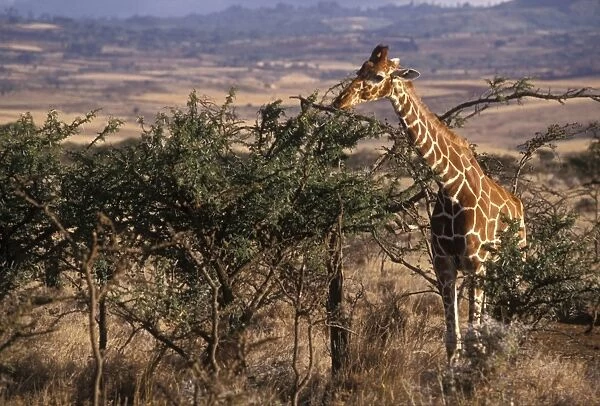 Giraffe feeding, Kenya, East Africa, Africa