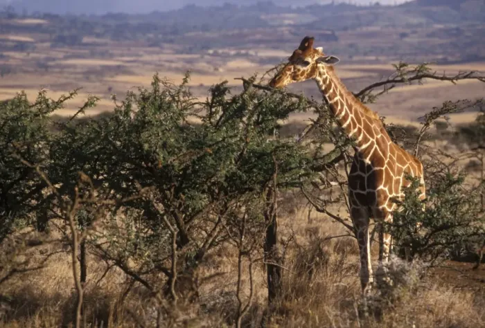 Framed Print : Giraffe feeding, Kenya, East Africa, Africa Framed Print : Giraffe feeding, Kenya, East Africa, Africa