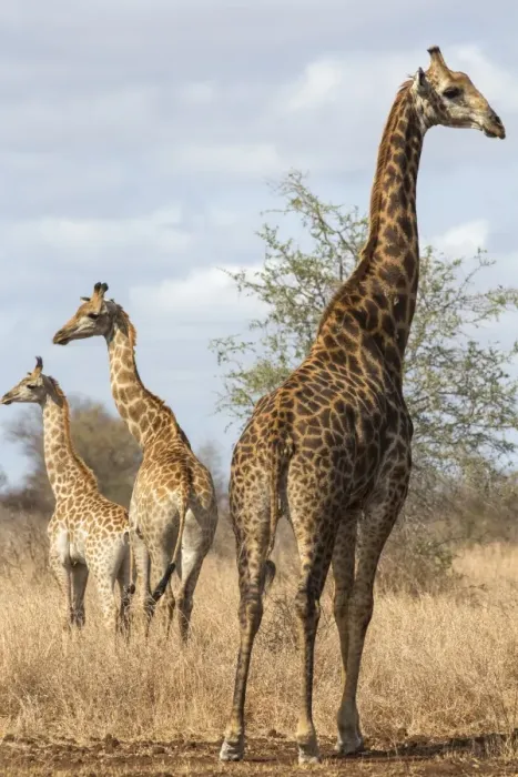 Framed Print : Giraffe (Giraffa camelopardalis), Kruger National Park, South Africa, Africa Framed Print : Giraffe (Giraffa camelopardalis), Kruger National Park, South Africa, Africa
