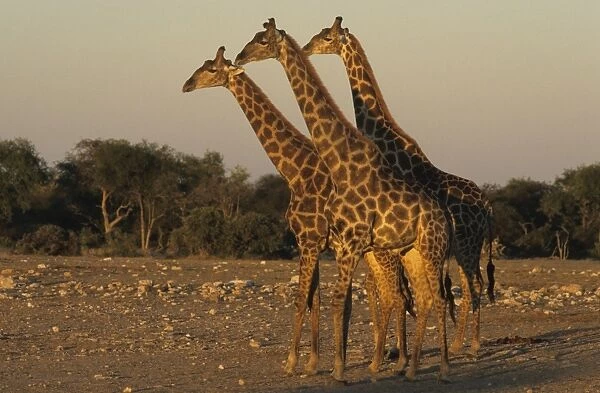 Giraffe, (Giraffa) camelopardalis