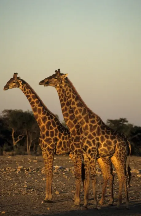 Framed Print : Giraffe, Giraffa camelopardalis Framed Print : Giraffe, Giraffa camelopardalis