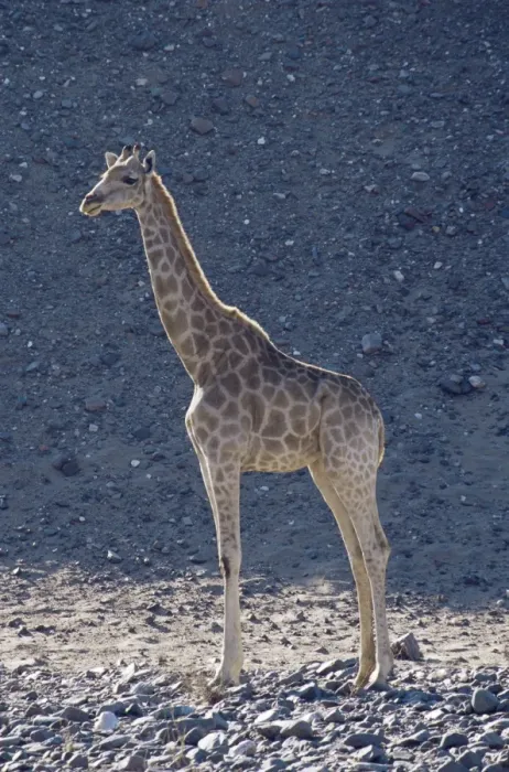 Framed Print : Giraffe (Giraffa camelopardalis) Framed Print : Giraffe (Giraffa camelopardalis)