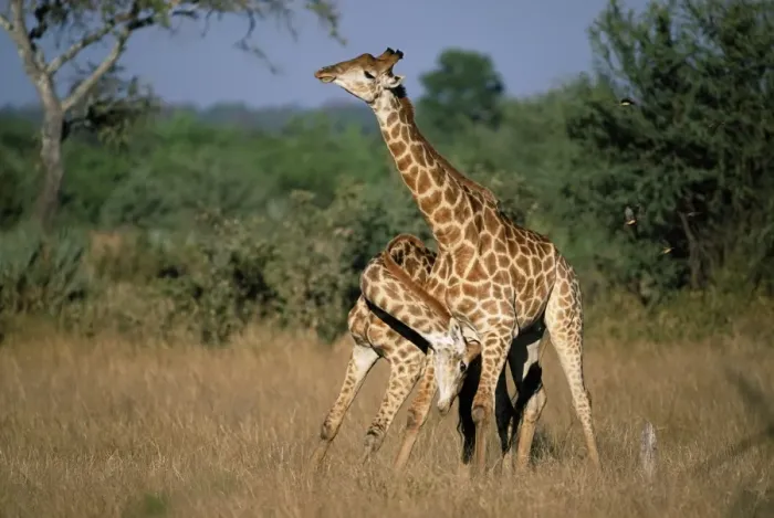 Framed Print : Giraffe, Giraffa camelopardalis Framed Print : Giraffe, Giraffa camelopardalis