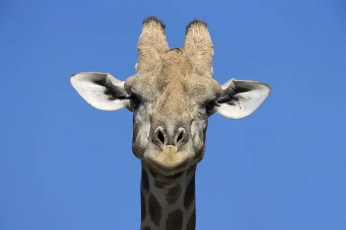 Framed Print : Giraffe (Giraffa camelopardalis) Framed Print : Giraffe (Giraffa camelopardalis)