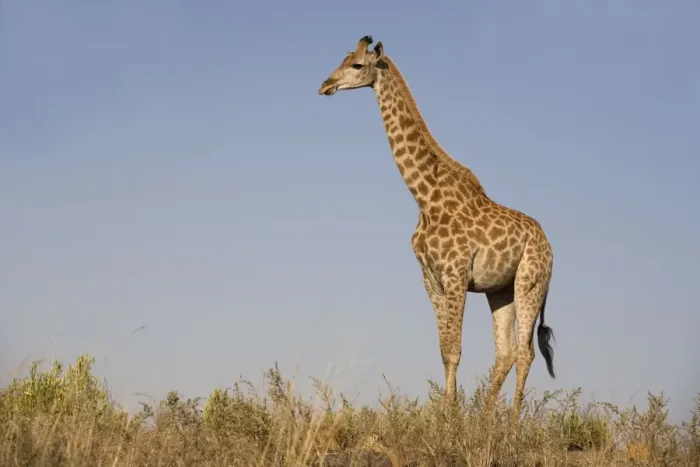 Framed Print : Giraffe (Giraffa camelopardalis) Framed Print : Giraffe (Giraffa camelopardalis)