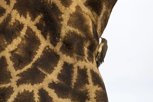 Giraffe (Giraffa camelopardalis) with redbilled oxpecker, Kruger National Park, South Africa
