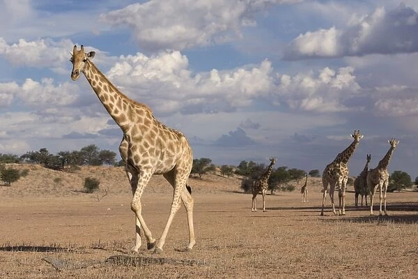 Giraffe (Giraffa camelopardalis), Kgalagadi Transfrontier Park, Northern Cape
