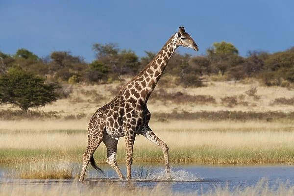 Giraffe (Giraffa camelopardalis), wading through seasonal water on pan
