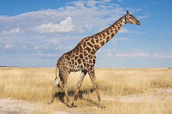 Giraffe (Giraffa camelopardalis), Etosha National Park, Namibia, Africa