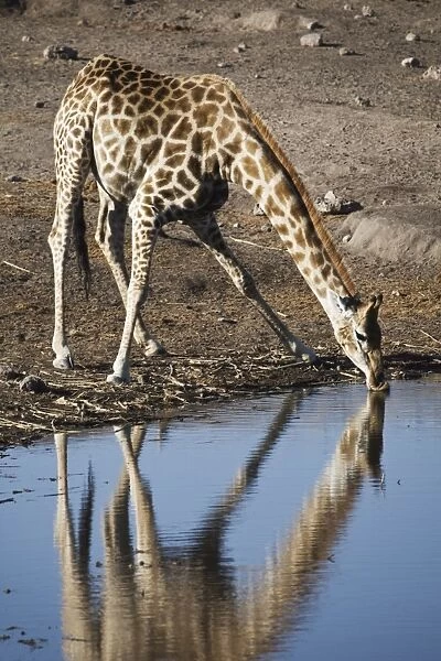 Giraffe (Giraffa camelopardalis) drinking at waterhole, Etosha National Park