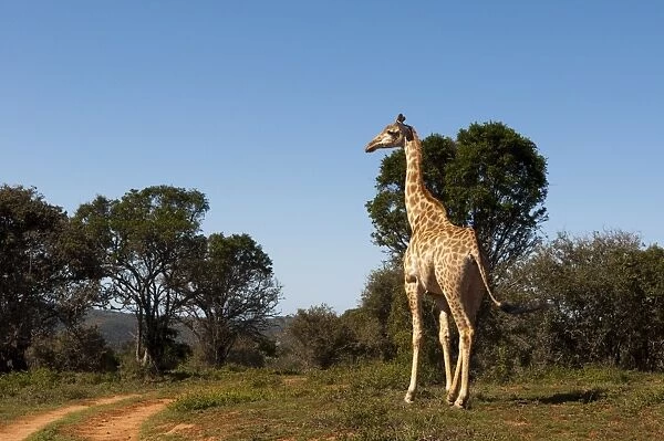Giraffe (Giraffa camelopardalis), Kariega Game Reserve, South Africa, Africa