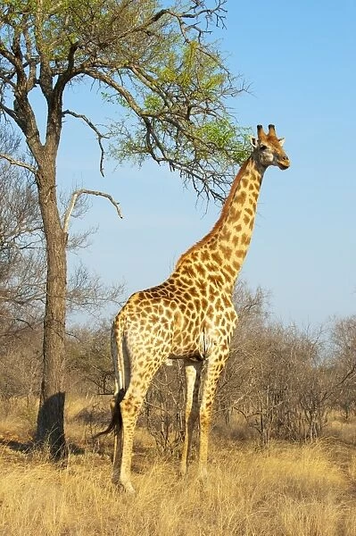 Giraffe (Giraffa camelopardalis), Kapama Game Reserve, South Africa, Africa