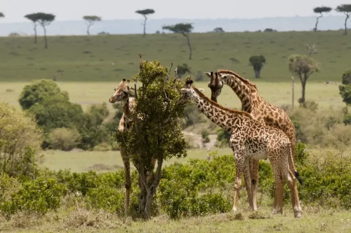 Framed Print : Giraffe (Giraffa camelopardalis), Masai Mara, Kenya, East Africa, Africa Framed Print : Giraffe (Giraffa camelopardalis), Masai Mara, Kenya, East Africa, Africa