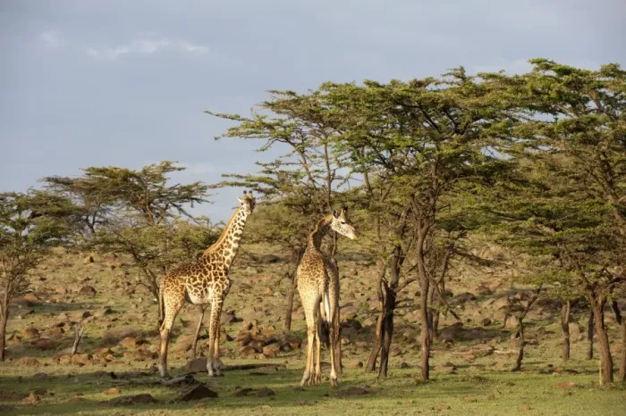 Framed Print : Giraffe (Giraffa camelopardalis), Masai Mara, Kenya, East Africa, Africa