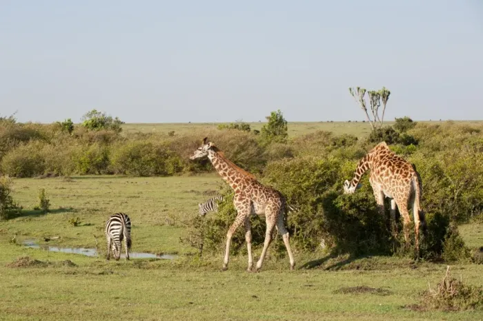 Framed Print : Giraffe (Giraffa camelopardalis) and common zebra (Equus quagga), Masai Mara, Kenya, East Africa, Africa Framed Print : Giraffe (Giraffa camelopardalis) and common zebra (Equus quagga), Masai Mara, Kenya, East Africa, Africa