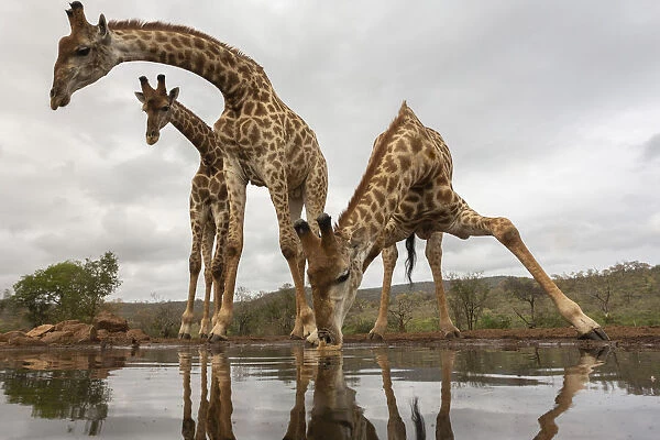 Giraffe (Giraffa camelopardalis) drinking, Zimanga private game reserve, KwaZulu-Natal