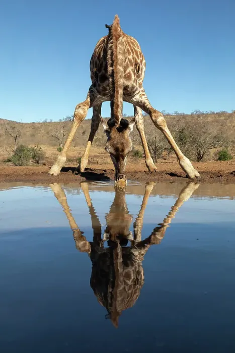 Framed Print : Giraffe (Giraffa camelopardalis) drinking, Zimanga Game Reserve, KwaZulu-Natal, South Africa, Africa