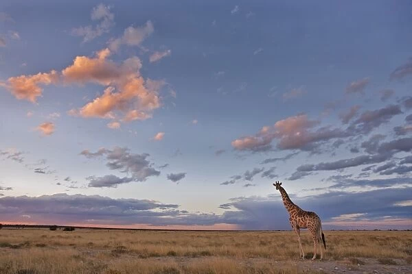 Giraffe (Giraffa camelopardalis), at dusk, Etosha National Park, Namibia, Africa