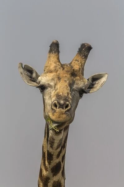 Giraffe (Giraffa camelopardalis) feeding, Kruger National Park, South Africa, Africa