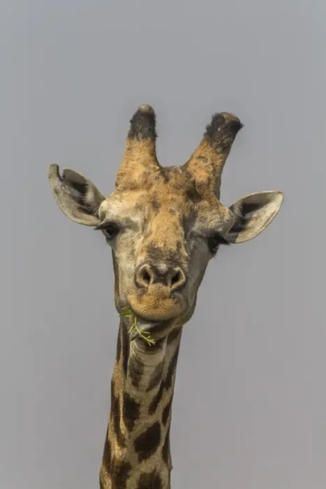 Framed Print : Giraffe (Giraffa camelopardalis) feeding, Kruger National Park, South Africa, Africa Framed Print : Giraffe (Giraffa camelopardalis) feeding, Kruger National Park, South Africa, Africa