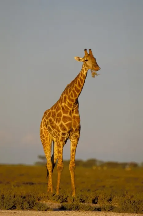 Framed Print : Giraffe (Giraffa camelopardalis) grazing Framed Print : Giraffe (Giraffa camelopardalis) grazing