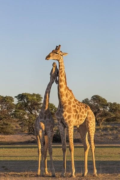 Giraffe (Giraffa camelopardalis) necking, Kgalagadi Transfrontier Park, Northern Cape
