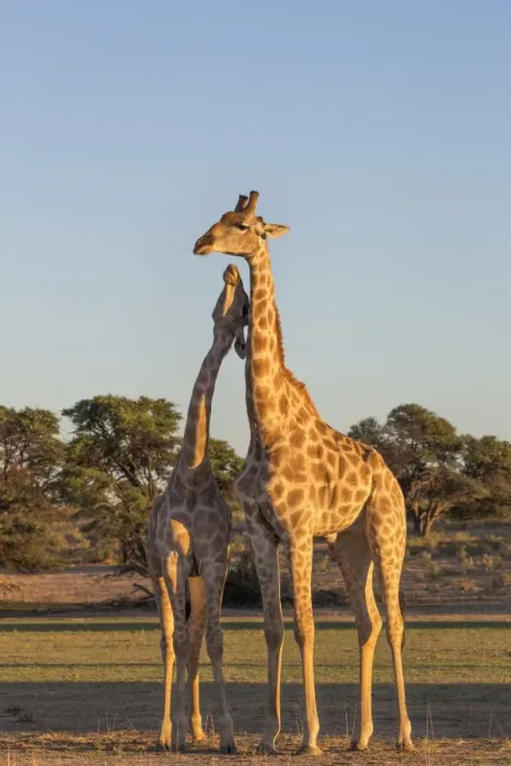 Framed Print : Giraffe (Giraffa camelopardalis) necking, Kgalagadi Transfrontier Park, Northern Cape Framed Print : Giraffe (Giraffa camelopardalis) necking, Kgalagadi Transfrontier Park, Northern Cape