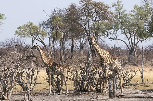 Giraffe (Giraffa camelopardalis), Okavango delta, Botswana, Africa