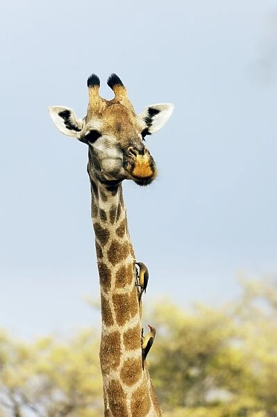 Giraffe (Giraffa camelopardalis) with oxpecker on its neck, Kruger National Park