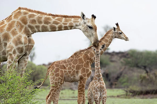 Giraffe (Giraffa camelopardalis) reassuring calf, Mashatu Game Reserve, Botswana, Africa