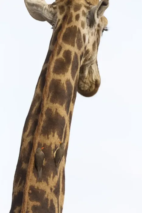 Framed Print : Giraffe (Giraffa camelopardalis) with redbilled oxpeckers (Buphagus erythrorhynchus) Framed Print : Giraffe (Giraffa camelopardalis) with redbilled oxpeckers (Buphagus erythrorhynchus)